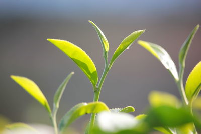 Close-up of fresh green plant