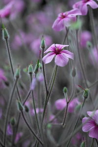 Close-up of purple flowers blooming outdoors