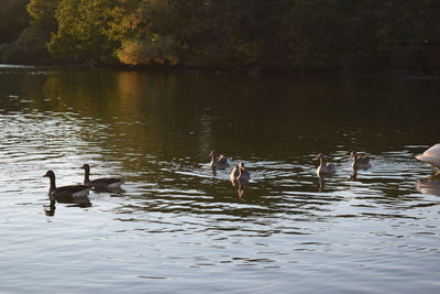Swans swimming in lake