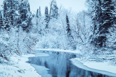 Snow covered land by trees in forest