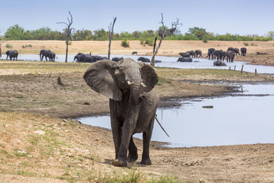 Elephant in a lake