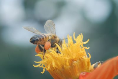 Close-up of insect on yellow flower