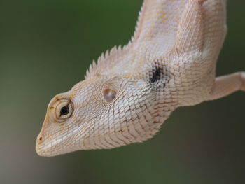 Close-up of a lizard