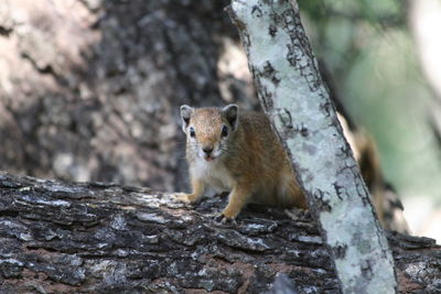 Close-up of squirrel on tree trunk