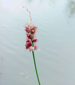 Close-up of fresh flowers blooming outdoors
