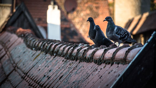 Pigeon perching on a wood