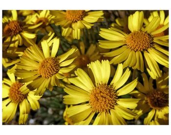 Close-up of sunflowers blooming outdoors