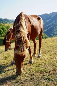 Horse grazing in ranch