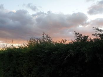 Plants growing on land against sky during sunset