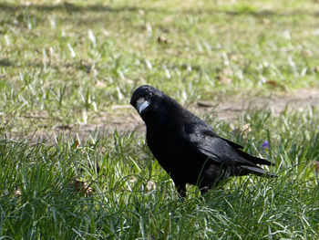 Close-up of bird perching on grass in field