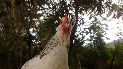 Close-up of rooster on tree trunk