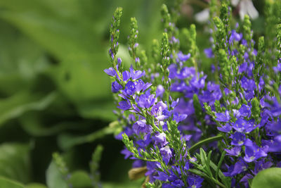 Close-up of purple flowering plants