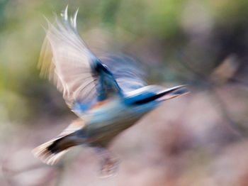 Close-up of bird flying in sky