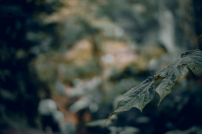 Close-up of dry leaves on plant during winter