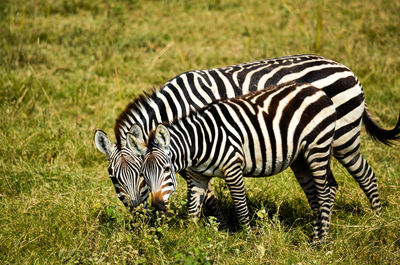 Zebras in a field
