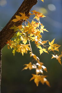 Close-up of yellow flowering plant against sky