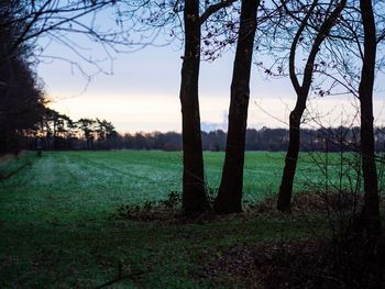 Trees on field against sky during sunset
