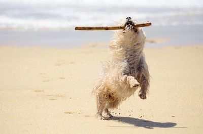 Dog playing with stick at beach during sunny day