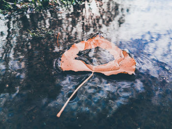 High angle view of leaf on tree trunk