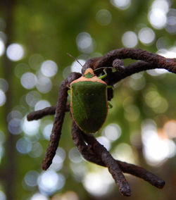 Close-up of plant