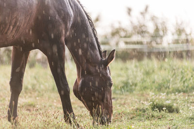 View of a horse on field