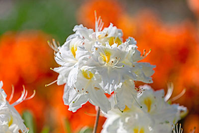 Close-up of white flowering plant