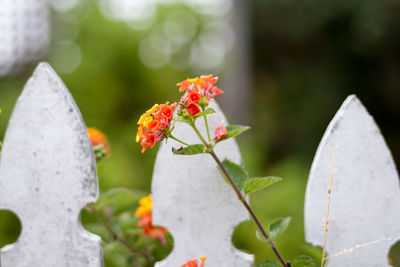 Close-up of flowers against blurred background