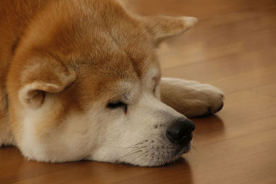 Close-up of dog sleeping on hardwood floor