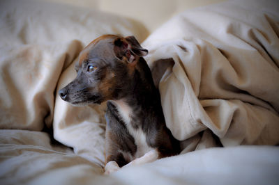 Dog resting on bed