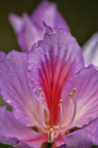 Close-up of pink flower blooming