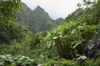 Plants and rocks in mountains