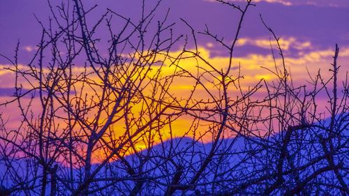 Silhouette bare trees against sky during sunset