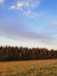 Trees on field against sky