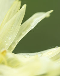 Close-up of water drops on plant