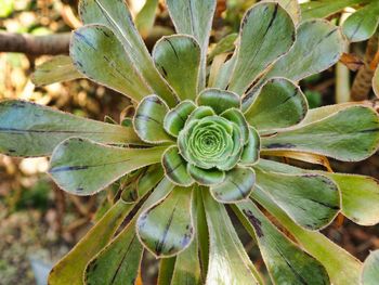 Close-up of plant growing on field