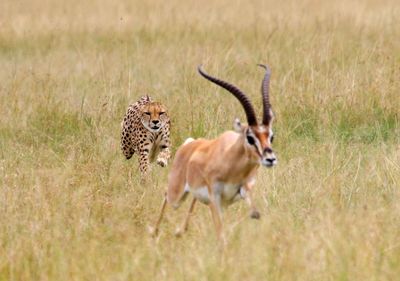 Cheetah chasing impala on grassy field