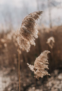 Close-up of dry plant on field during winter