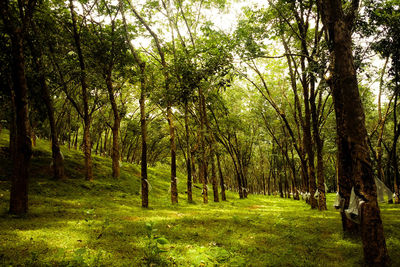 Trees in forest