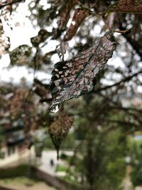 Close-up of frozen tree branch