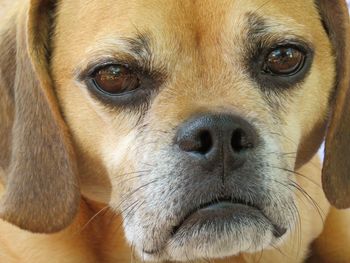 Close-up portrait of dog