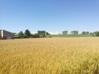 Scenic view of agricultural field against clear sky