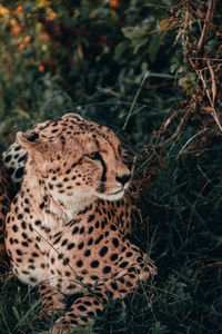 Close-up of a cat on field