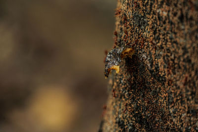 Close-up of insect on tree trunk