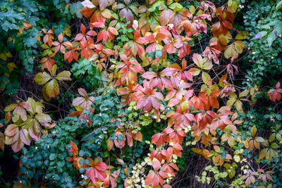 High angle view of flowering plants
