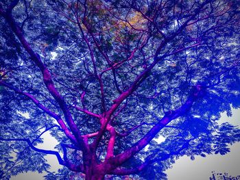 Low angle view of trees against sky