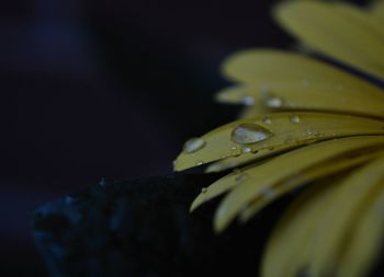 Cropped image of wet yellow flower