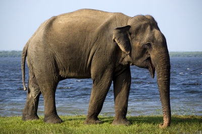 indian elephant