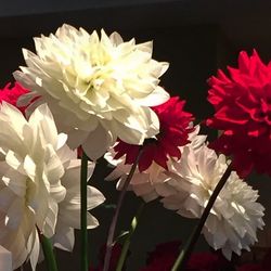 Close-up of red flowers