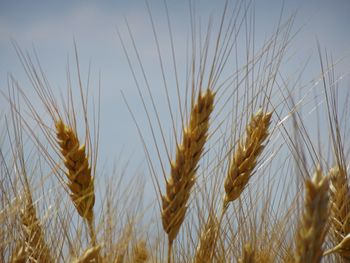 Close-up of wheat growing on field against sky