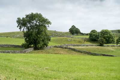 Scenic view of field against clear sky
